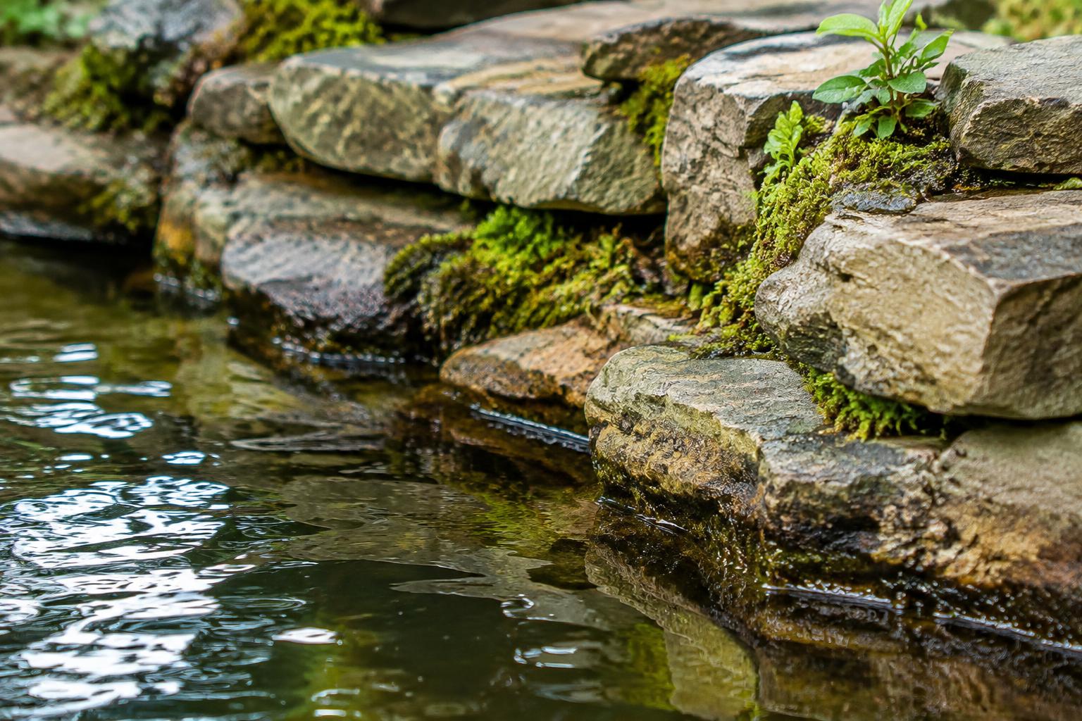 Stacked mossy ledgestone at the edge of a dark pond with ferns growing from the crevices